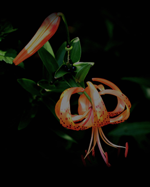 tiger lilies